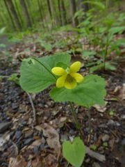 Viola pubescens