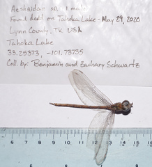 Triacanthagyna septima