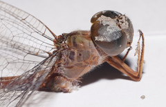Triacanthagyna septima