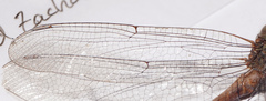 Triacanthagyna septima