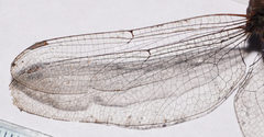 Triacanthagyna septima