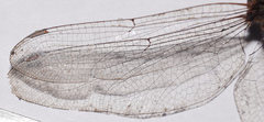 Triacanthagyna septima