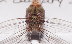 Triacanthagyna septima