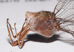 Triacanthagyna septima