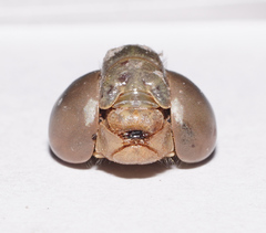 Triacanthagyna septima