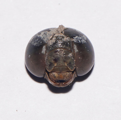 Triacanthagyna septima