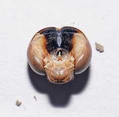 Triacanthagyna septima