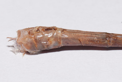 Triacanthagyna septima