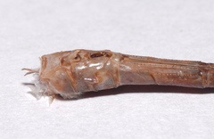 Triacanthagyna septima