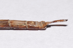 Triacanthagyna septima