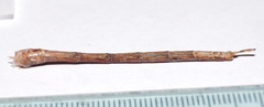 Triacanthagyna septima
