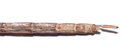 Triacanthagyna septima