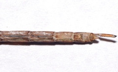 Triacanthagyna septima