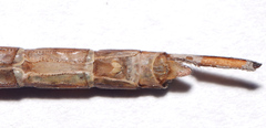Triacanthagyna septima