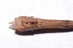 Triacanthagyna septima