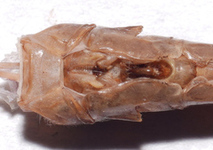 Triacanthagyna septima