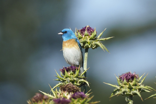 Lazuli Bunting