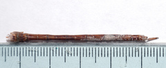 Triacanthagyna septima