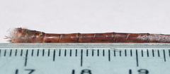 Triacanthagyna septima