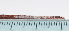 Triacanthagyna septima