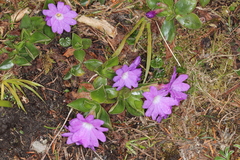 Primula clusiana