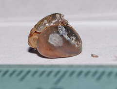 Triacanthagyna septima