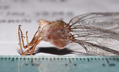 Triacanthagyna septima