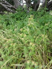 Phacelia malvifolia