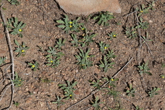 Camissoniopsis micrantha