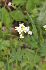 Arabis ciliata