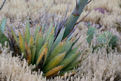 Agave gracilipes