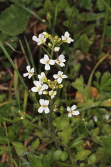 Arabis ciliata