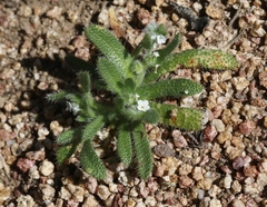 Plagiobothrys collinus