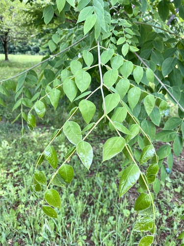Gymnocladus dioicus