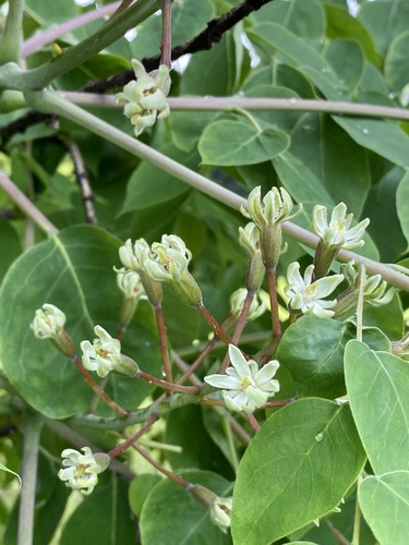 Gymnocladus dioicus