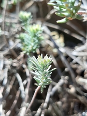 Sedum bourgaei