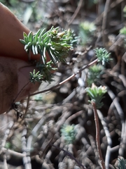 Sedum bourgaei