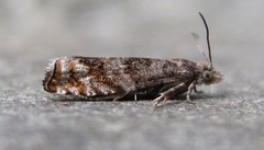 Epinotia solicitana