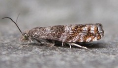 Epinotia solicitana