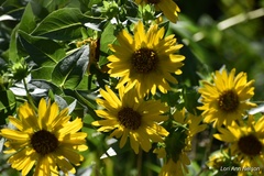 Helianthus mollis