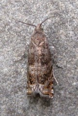 Epinotia solicitana