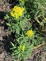 Euphorbia palustris