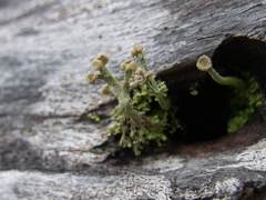 Cladonia botrytes