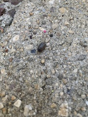 Armadillidium vulgare