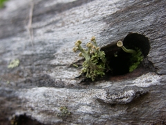 Cladonia botrytes