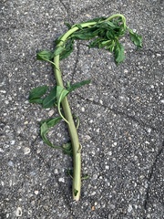 Phytolacca americana
