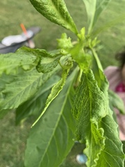 Phytolacca americana