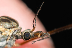 Tipula pseudovariipennis