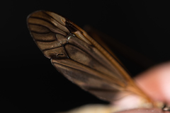 Tipula pseudovariipennis