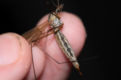 Tipula pseudovariipennis